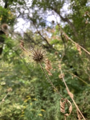 Dipsacus strigosus