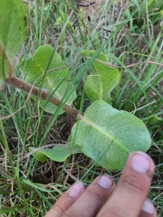 Asclepias arenaria