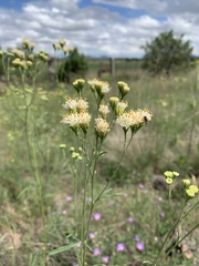 Hymenothrix loomisii