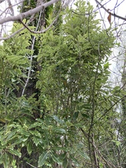 Pittosporum eugenioides