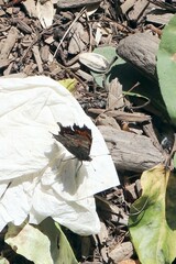Polygonia