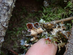 Nephroma