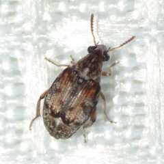 Algarobius prosopis