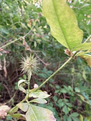 Dipsacus strigosus