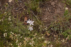Phlox longifolia