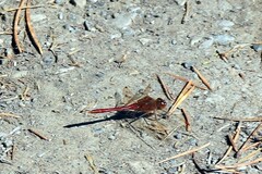 Sympetrum costiferum