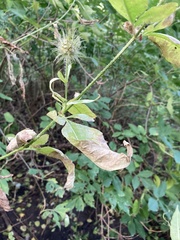 Dipsacus strigosus