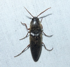 Diplostethus