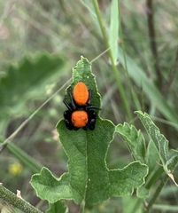 Phidippus apacheanus