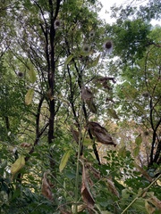 Dipsacus strigosus