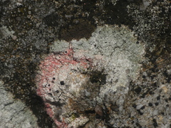 Marchandiomyces corallinus