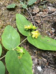 Hypericum androsaemum