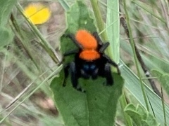Phidippus apacheanus