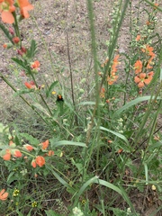 Phidippus apacheanus