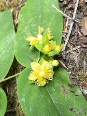 Hypericum androsaemum