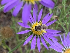 Apinae