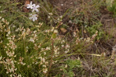 Astragalus miser