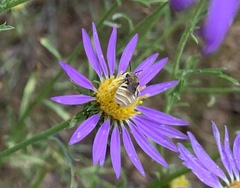 Apinae