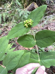 Hypericum androsaemum