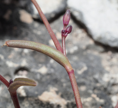 Tripogandra angustifolia