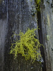 Letharia vulpina