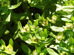 Ischnura fluviatilis