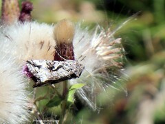 Autographa californica