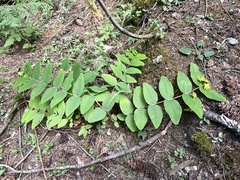 Hypericum androsaemum