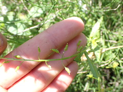 Rorippa
