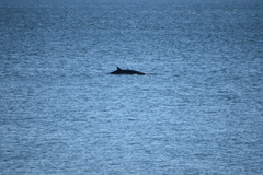 Balaenoptera acutorostrata