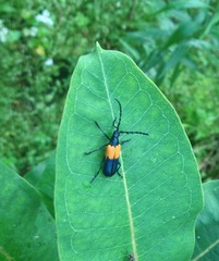 Desmocerus palliatus