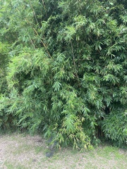 Phyllostachys aurea