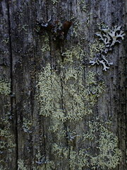 Parmeliopsis ambigua