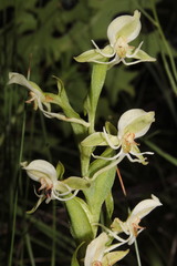 Habenaria