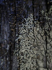 Parmeliopsis ambigua