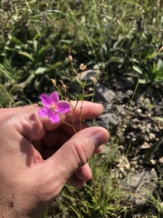 Phemeranthus calycinus