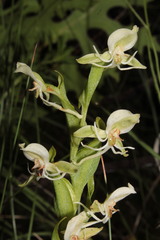 Habenaria