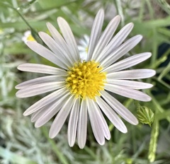 Boltonia asteroides