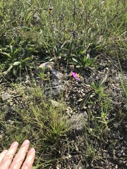 Phemeranthus calycinus