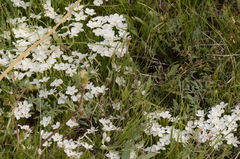 Phlox multiflora
