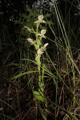 Habenaria