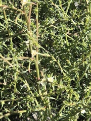 Salsola australis