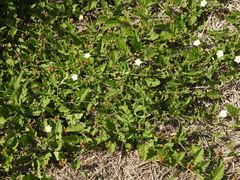 Convolvulus crenatifolius