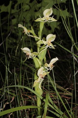 Habenaria