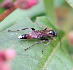 Ichneumon