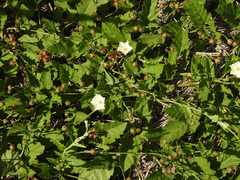 Convolvulus crenatifolius