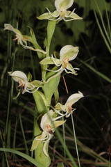 Habenaria