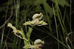 Habenaria