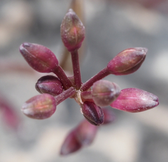 Tripogandra angustifolia