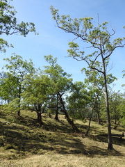 Eucalyptus urophylla